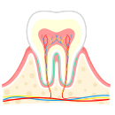 歯が健康な状態